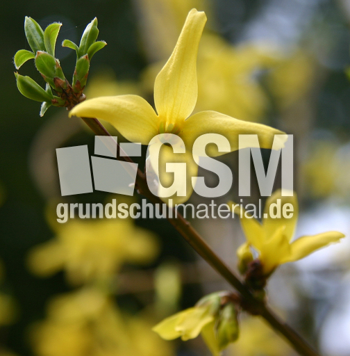 Fosythienbluete 3.jpg